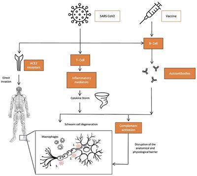 Guillain–Barre syndrome and link with COVID-19 infection and vaccination: a review of literature